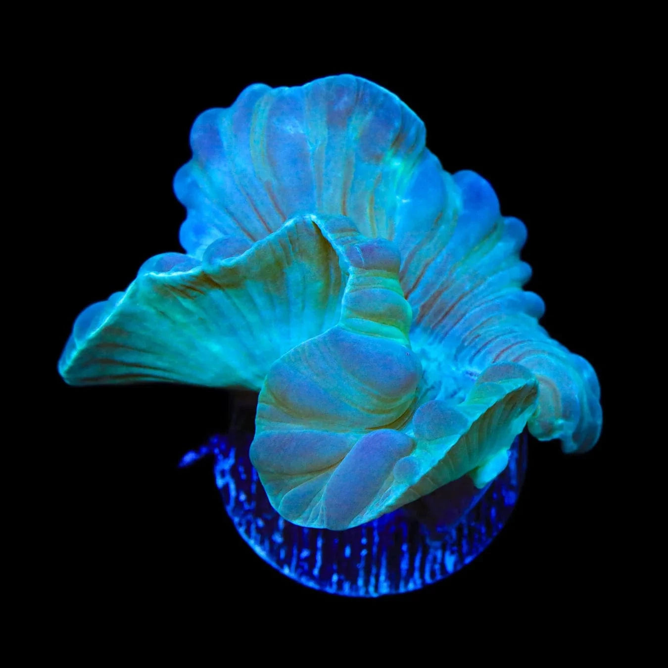 Fox Coral for Saltwater Aquariums - Vibrant Live Coral for Reef Tanks, Marine Fish Tanks & Aquatic Decor | Perfect for Coral Propagation and Aquascaping