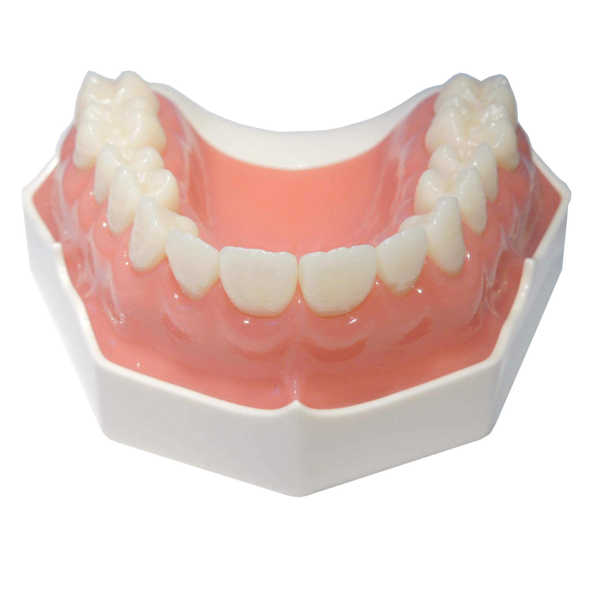 Flex Upper Jaw Denture with 14 Removable Ivorine Teeth & Soft Gingiva - Comfortable Dental Prosthesis for Eating, Speaking & Smiling Naturally