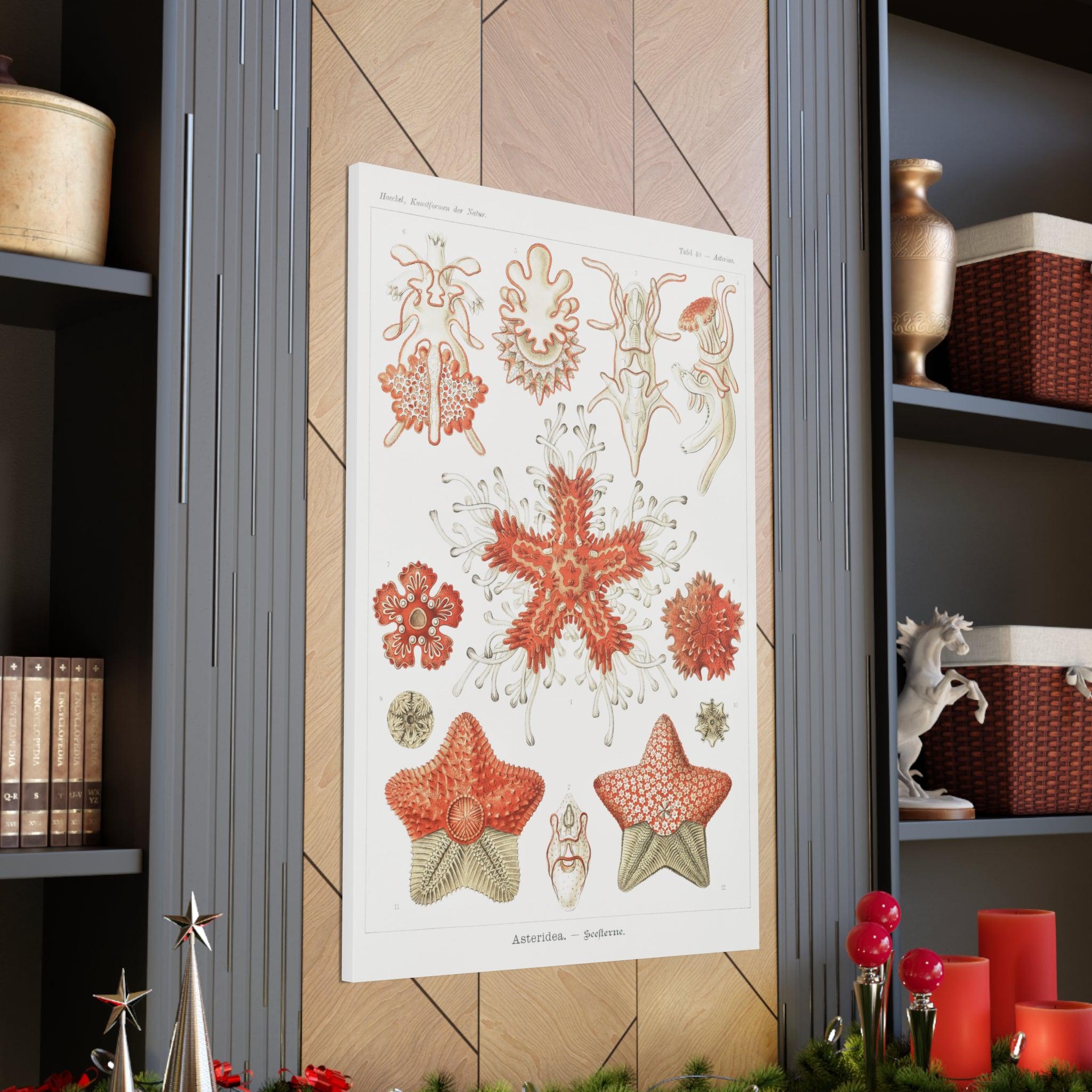 Ernst Haeckel Asteridea Seesterne Starfish Art Print - Premium Canvas Wall Decor for Living Room, Bedroom & Office