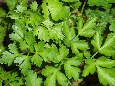 Bulk Organic Parsley Seeds (5 Lbs) - Non-GMO, High Germination Rate for Home Gardening, Cooking & Herbal Remedies