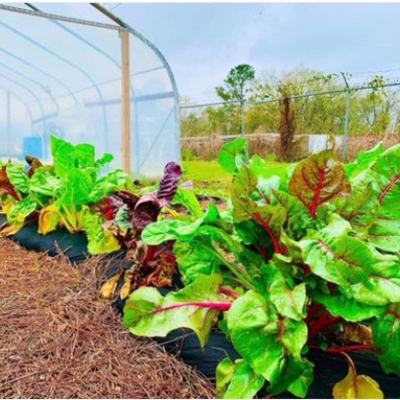 PreK-2 Raised Garden Kit with STEM Curriculum - Fun Outdoor Learning for Kids Gardening & Science Experiments