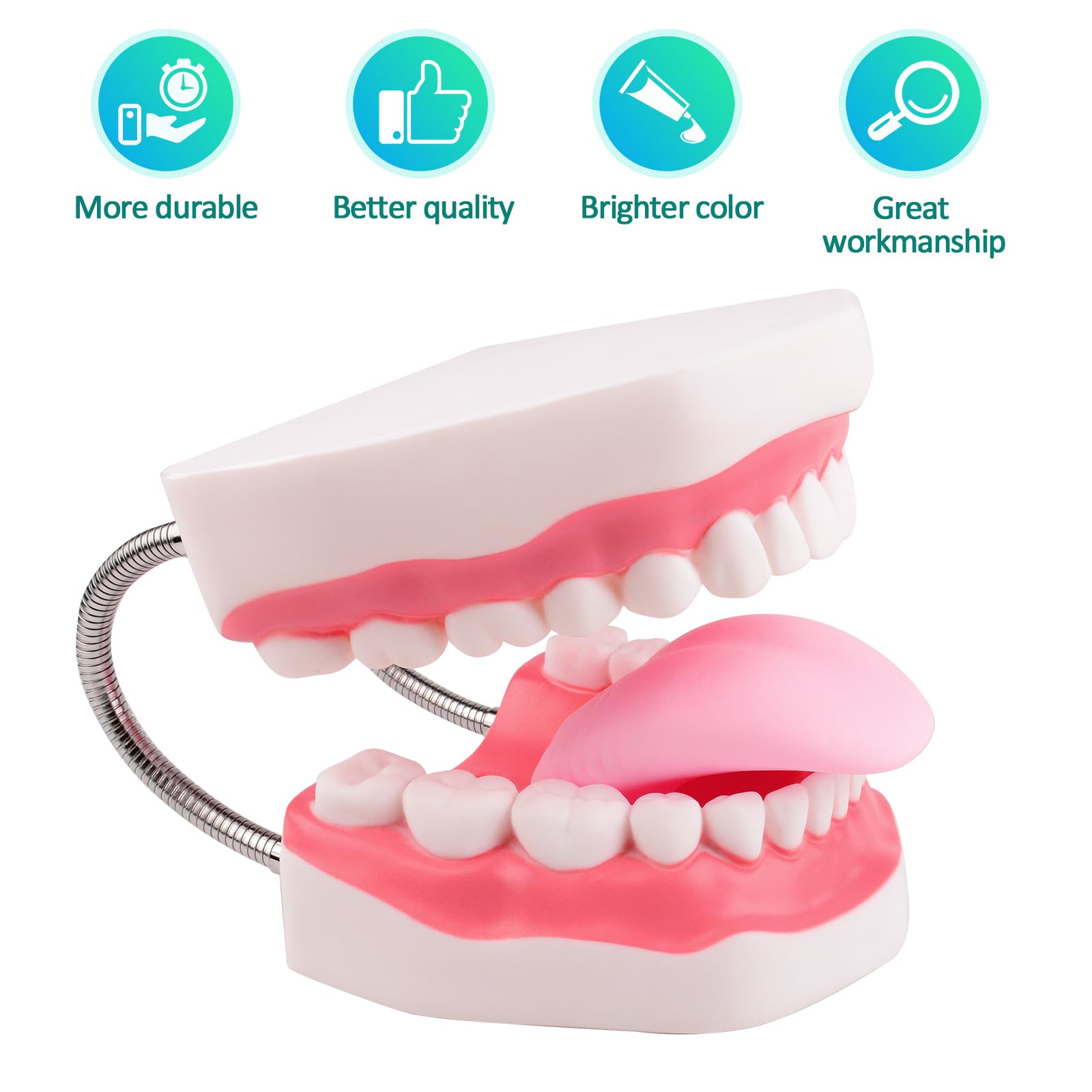 **6X Enlarged Dental Teeth Model with Metal Hinge for Speech Therapy & Brushing Training – Perfect for Kids & Children, Includes Toothbrush – Ideal for Dentists, Classrooms & Home Learning**
