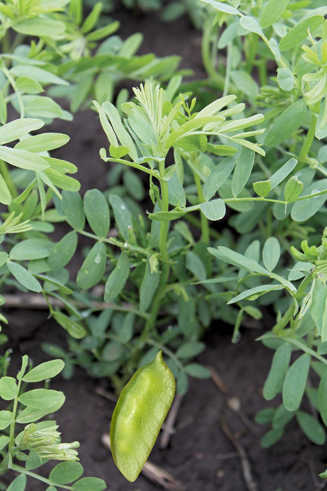 Organic French Green Lentils Whole Raw - Non-GMO, High Fiber, Bulk 25LB - Perfect for Soups, Salads & Healthy Meal Prep