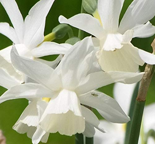 5 Pack Mount Hood Daffodil Bulbs - Fragrant White Spring Flowering Bulbs for Garden Planting | Perfect for Borders, Containers & Cut Flower Arrangements