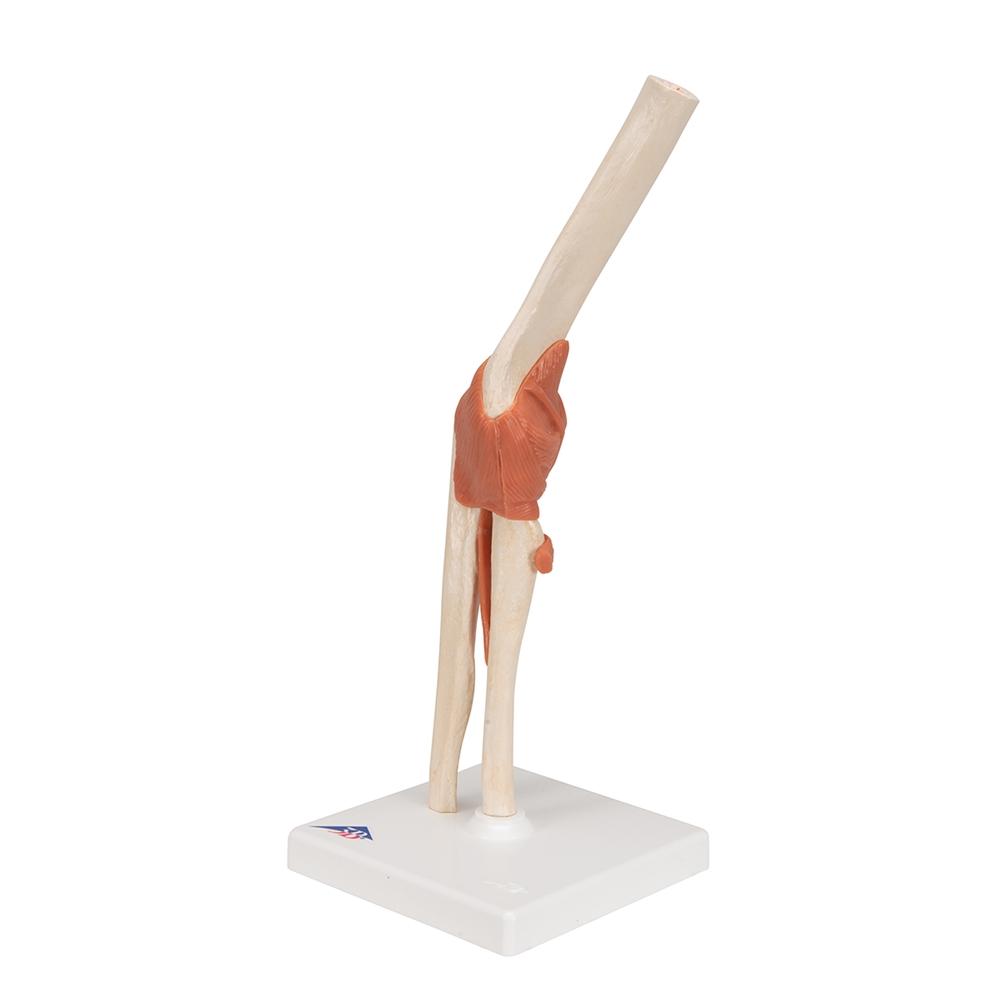 Premium Functional Elbow Joint Model - Anatomical Medical Demonstration Tool for Doctors, Students & Physical Therapists - Perfect for Classroom, Clinic & Home Study