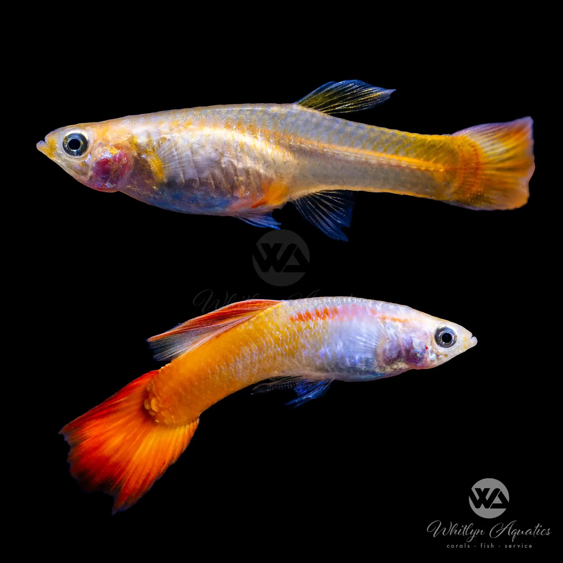 Micariff Sunset Guppy Pair (1 Male 1 Female) - Live Tropical Fish for Aquariums, Fish Tanks & Home Decor
