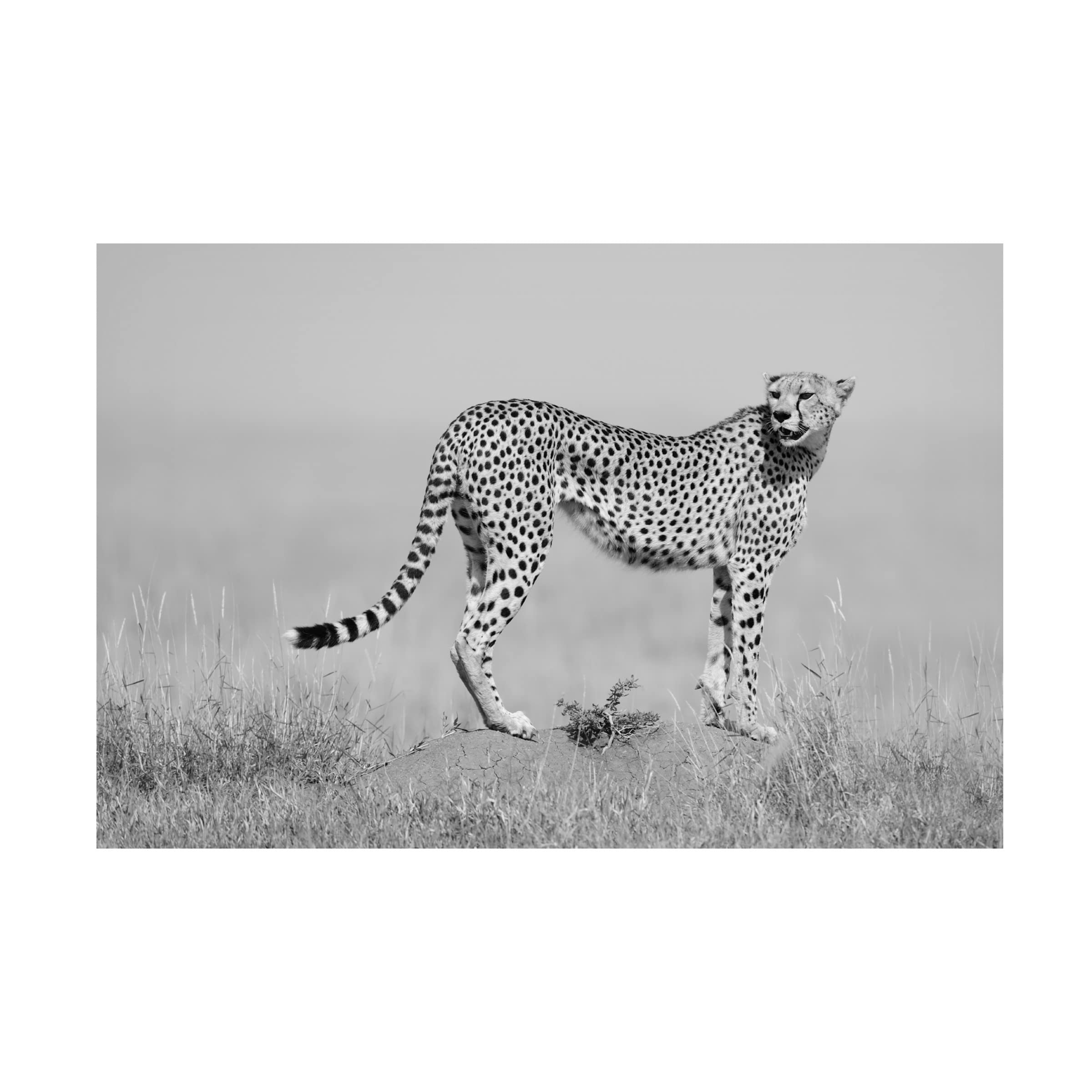 Trademark Fine Art 'Elegance In Black And White' Canvas Wall Art by Marco Pozzi - Modern Abstract Painting for Living Room, Bedroom & Office Decor