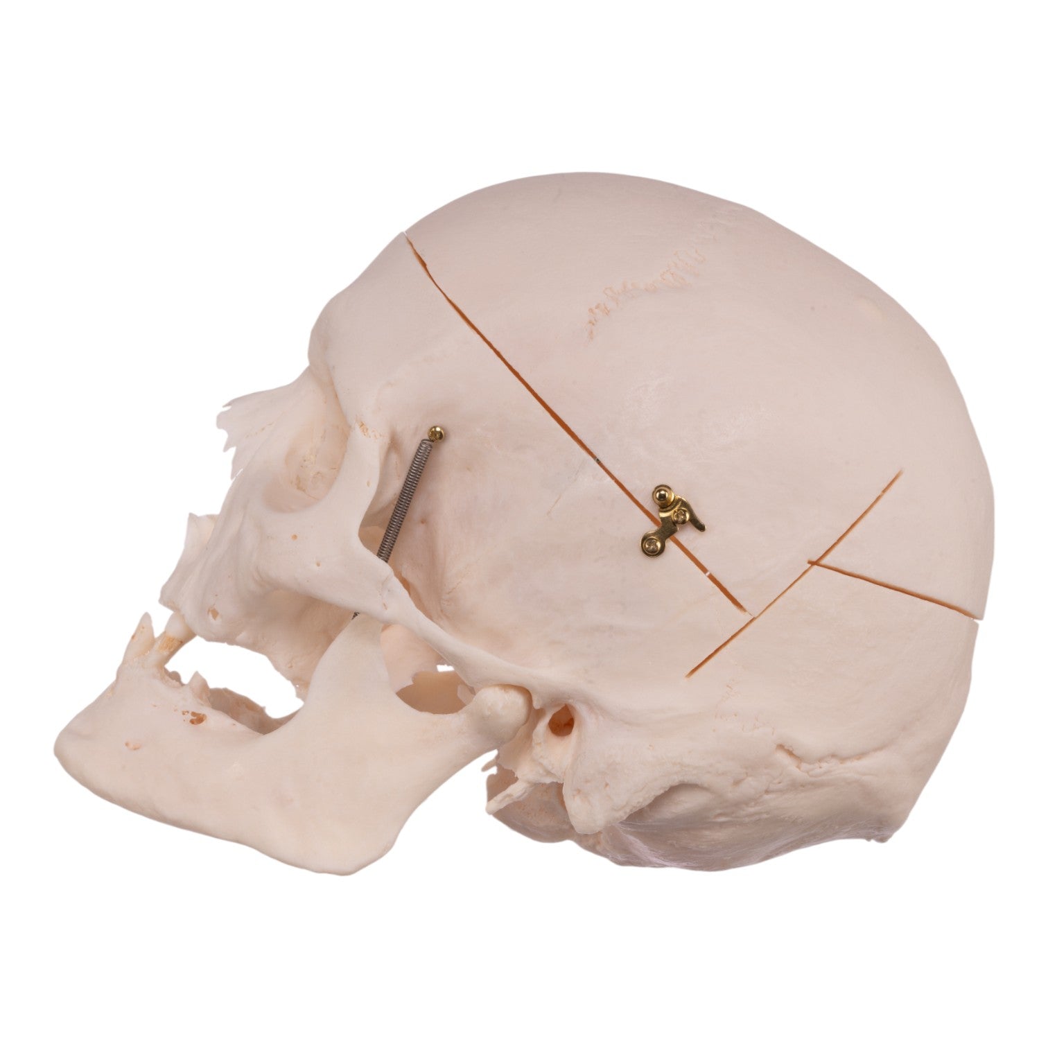 Premium Anatomical Human Skull Model - Accurate Medical & Educational Tool for Students, Doctors & Researchers | Perfect for Classroom, Lab & Study Use