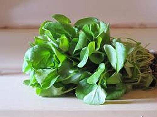 Creasy Greens Southern Heirloom Seeds - 500 Non-GMO Seeds for Home Gardening, Cooking & Southern Cuisine | Perfect for Salads, Soups & Traditional Dishes