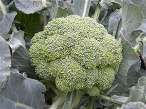 Organic Broccoli Seeds Bulk 5 LB - Non-GMO, Heirloom, High Germination Rate - Perfect for Home Gardening, Farming, and Healthy Eating