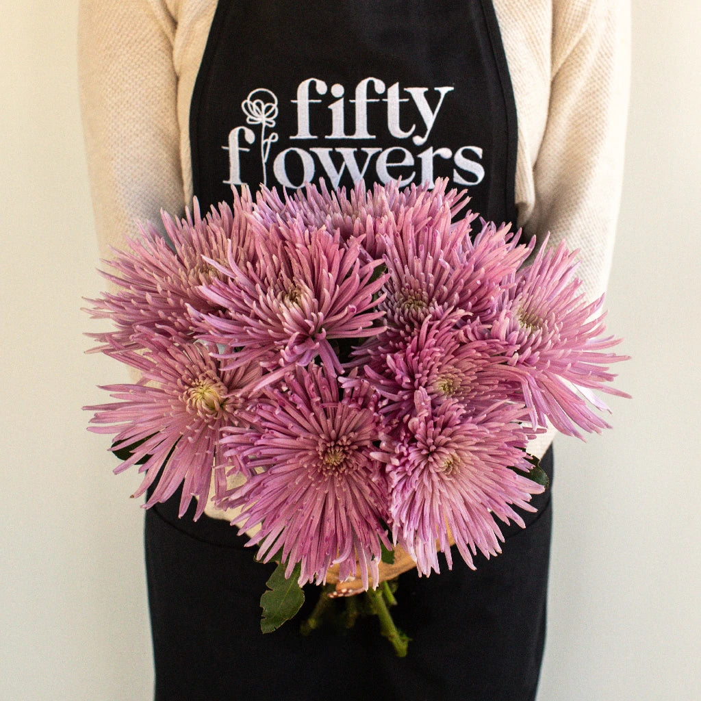 Anastasia Pink Millennial Spider Mum Flowers - Fresh Cut Flowers for Weddings, Home Decor & Floral Arrangements