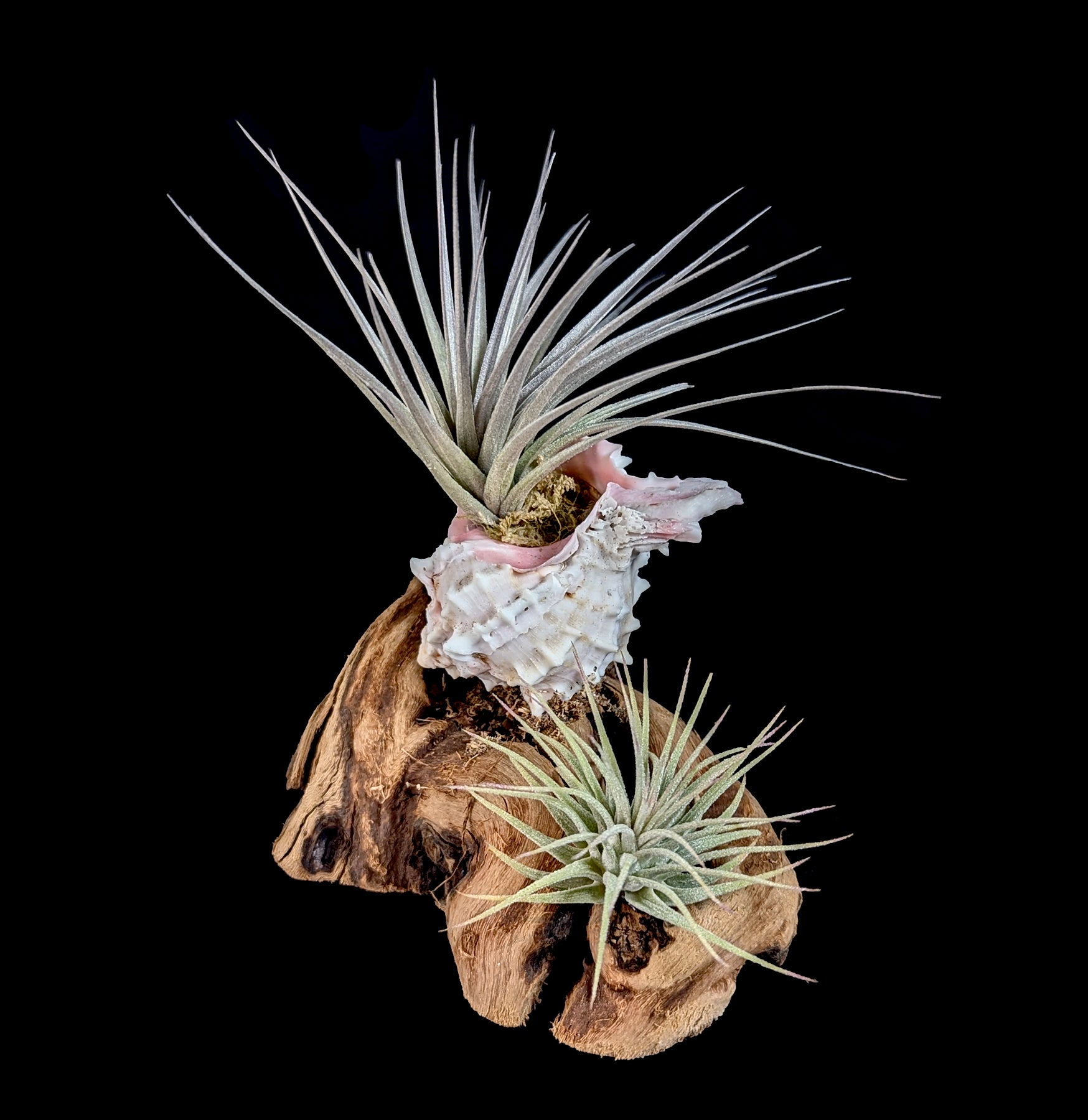 Live Air Plants (Tillandsia) Mounted on Natural Shells - Perfect for Home Decor, Office Spaces & Terrariums