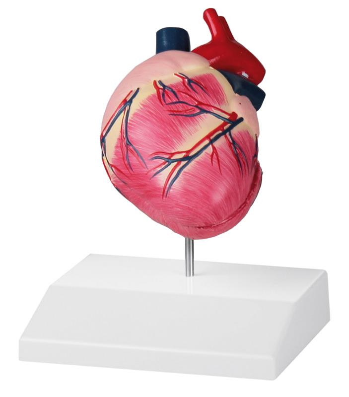High-Quality Replica Canine Heart Model - Perfect for Veterinary Training, Anatomy Study & Pet First Aid Practice