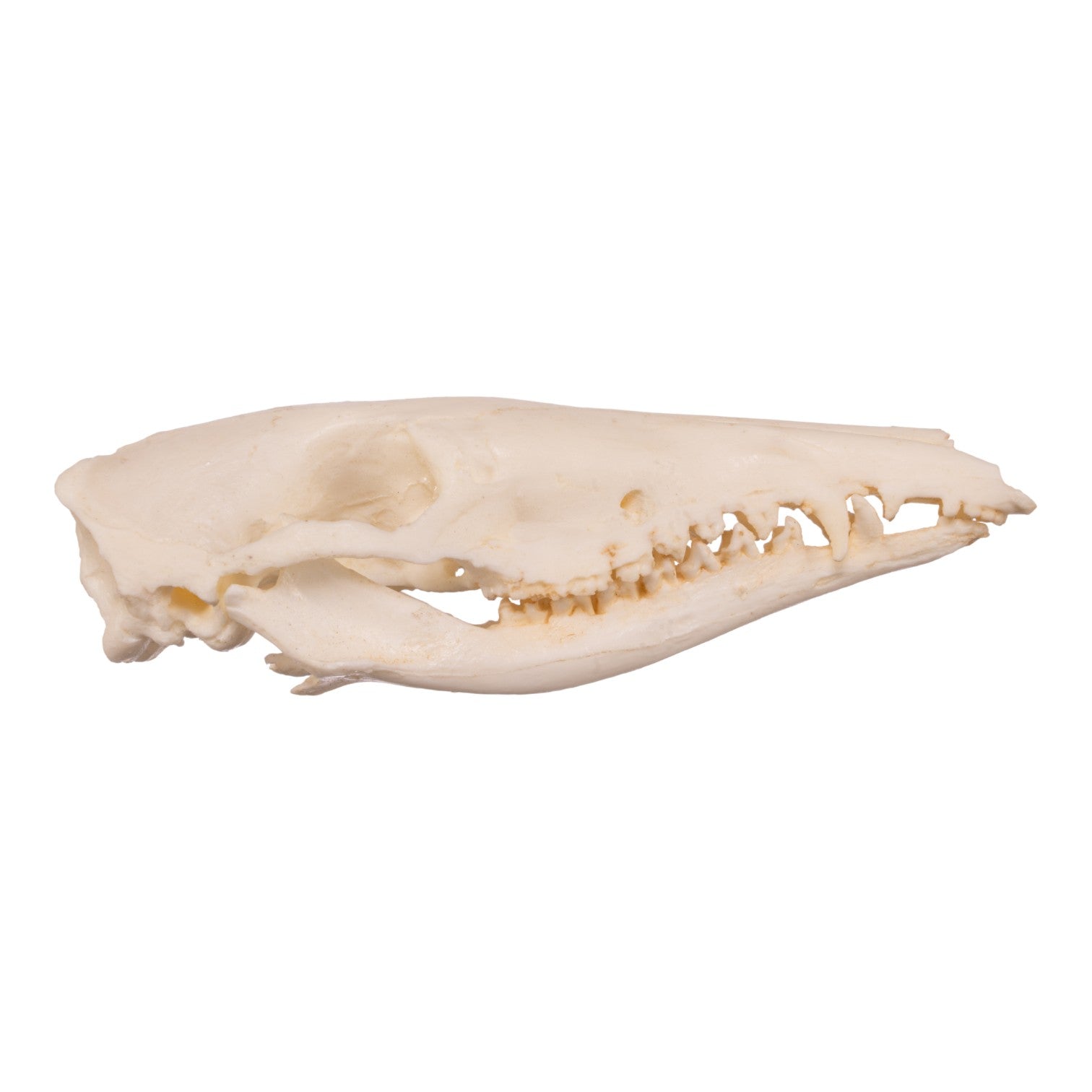 Authentic Replica Long-Nosed Bandicoot Skull - Lifelike Animal Skull Model for Halloween Decor, Science Education & Collectors - Perfect for Home, Classroom & Museum Displays