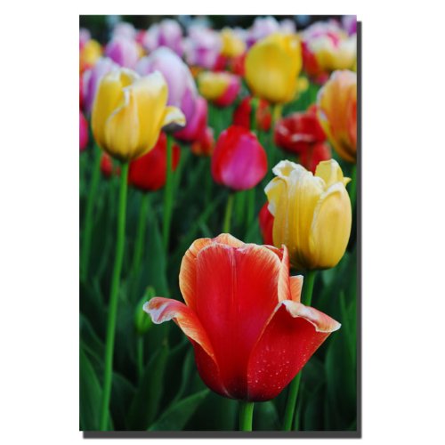 Kurt Shaffer In Among The Tulips II Canvas Art Print - 14x19 Inch Floral Wall Decor for Living Room, Bedroom & Office - Trademark Fine Art Collection