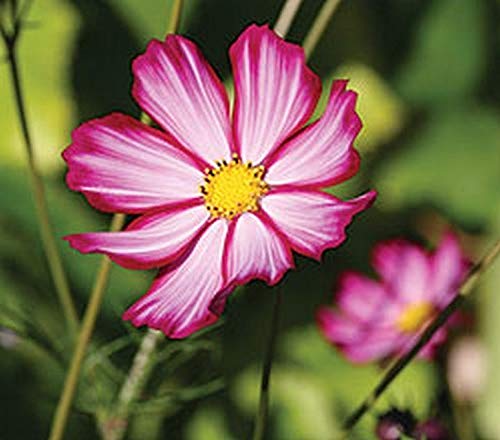 Cosmos 'Picotee' Flower Seeds - Magenta Pink & Rose Edged Blooms, Grows 3-5 Feet Tall (200 Seeds) for Garden Borders, Cut Flowers & Pollinator Gardens