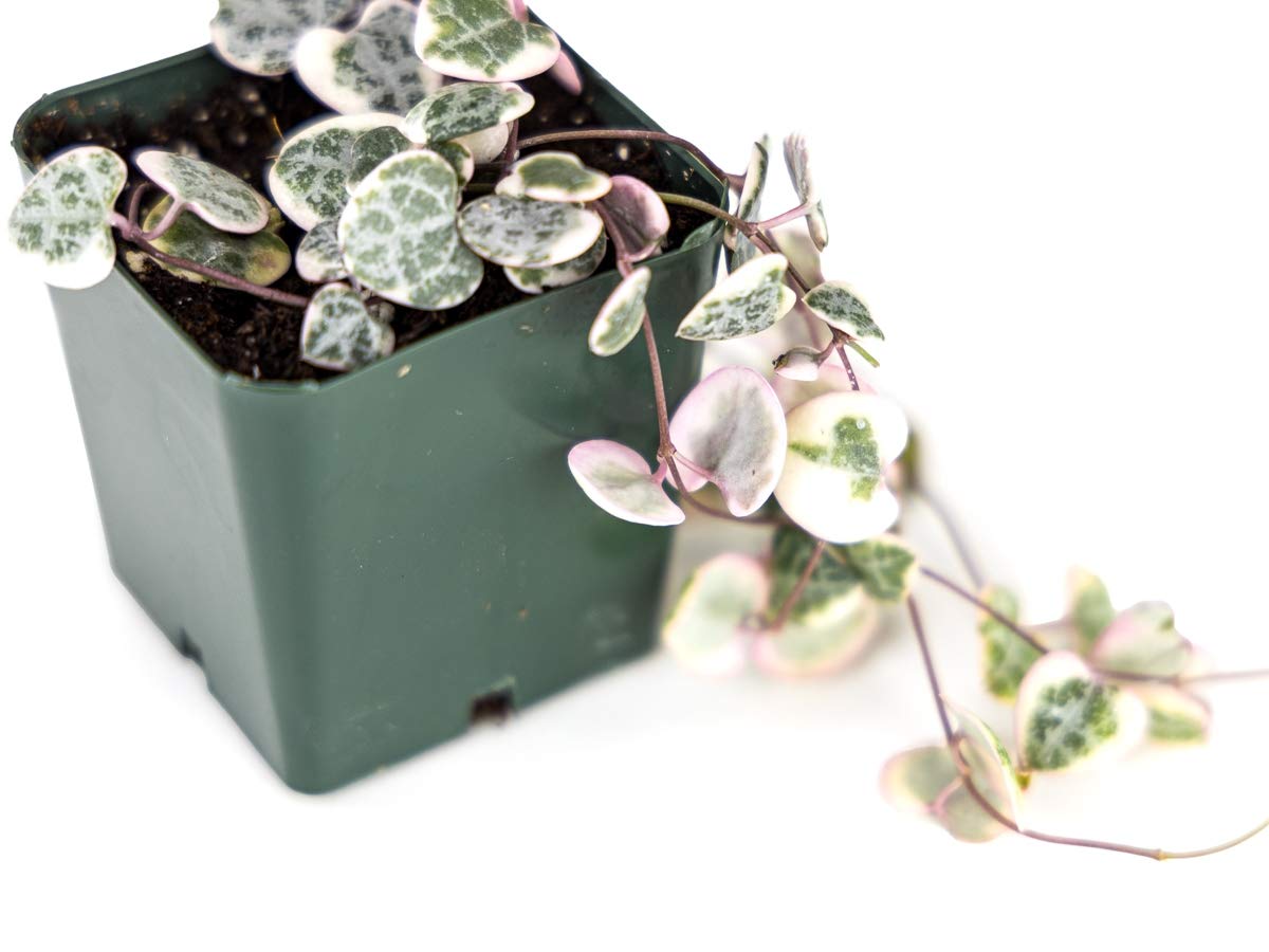 Variegated String of Hearts Plant - Ceropegia Woodii Variegata - Rare Succulent for Hanging Baskets & Home Decor | Perfect for Indoor Gardens, Office Spaces & Gift Giving
