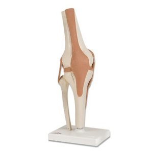 Knee Model