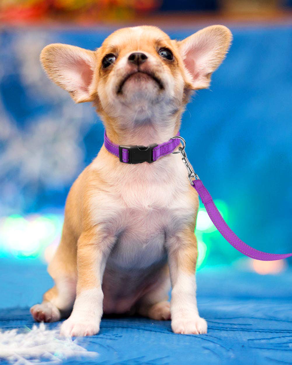 Reflective Nylon Dog Collar with Quick Release Buckle - Adjustable Puppy Collar for Small Dogs (5/8