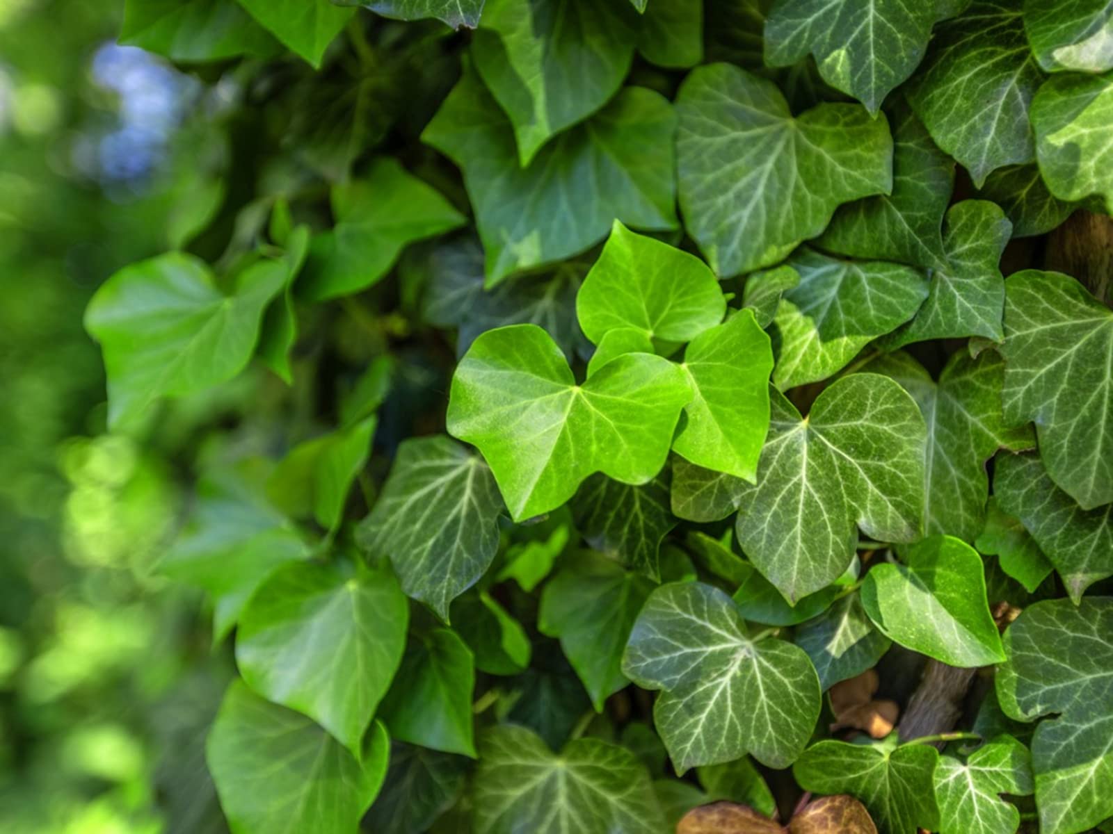 English Ivy Plant - 3 Live Hedera Helix in 4