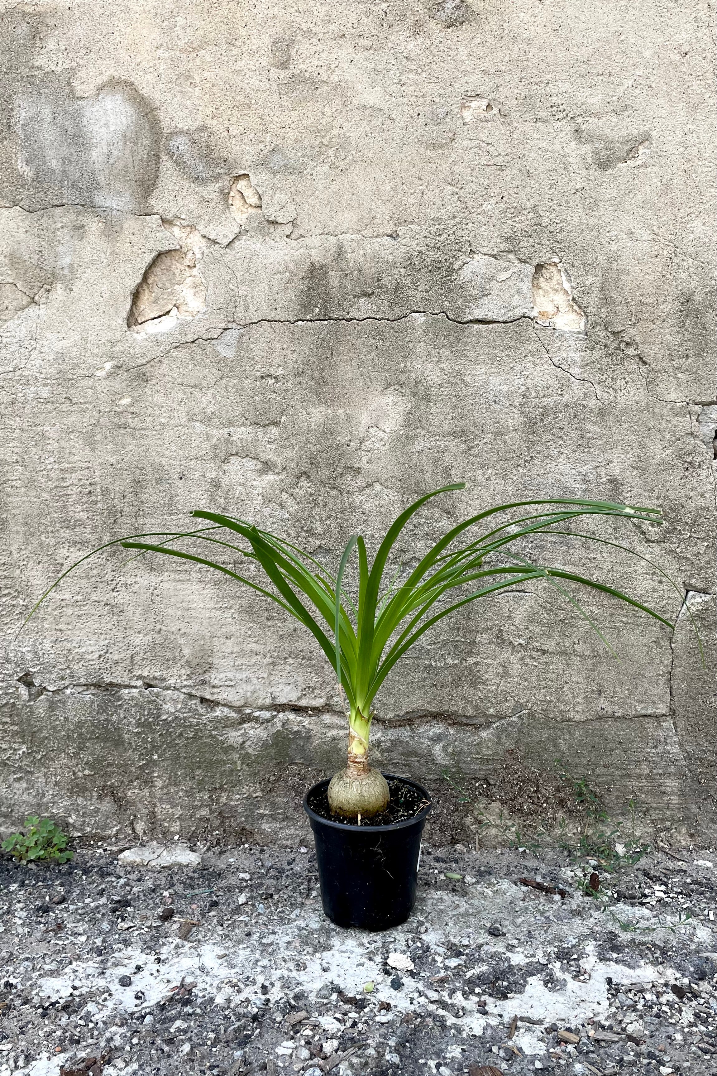 Beaucarnea Recurvata Ponytail Palm - 4 Inch Indoor Plant for Home & Office Decor | Low Maintenance Houseplant for Living Room, Bedroom, or Desk