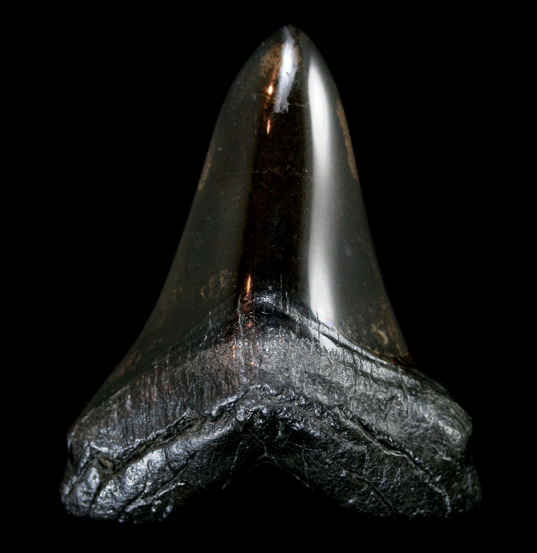 Authentic Polished Megalodon Tooth Fossil - Rare Shark Tooth Specimen for Collectors, Home Decor & Educational Display