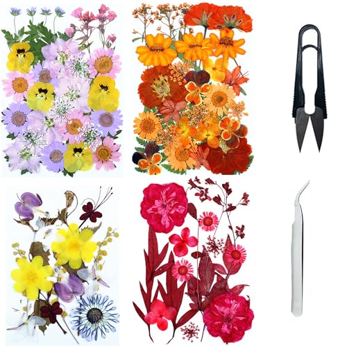 4 Pack Pressed Flowers a