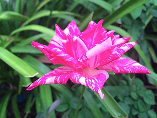 20x30 Inch Laminated Rose Garden Floral Poster - Vibrant Pink Flower Wall Art for Home Decor, Living Room, Bedroom & Office - Fits Standard Picture Frames