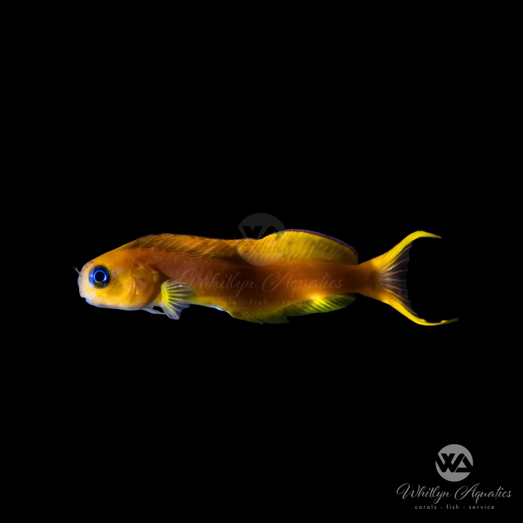 Midas Blenny Fish (Ecsenius midas) - Saltwater Aquarium Fish for Reef Tanks | Perfect for Marine Aquariums and Coral Tanks