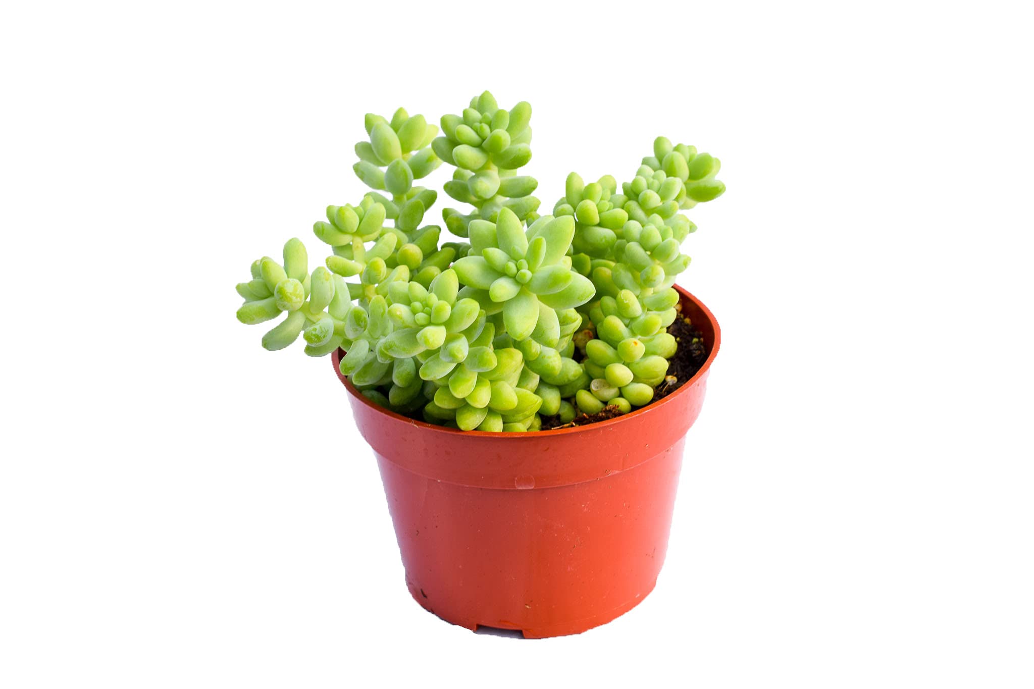 Live Donkey Tail Succulent Plants (Sedum Morganianum) - Set of 2 Large 4-Inch Fully Rooted Burro's Tail Succulents for Home Decor, Office Desk, or Garden Arrangements