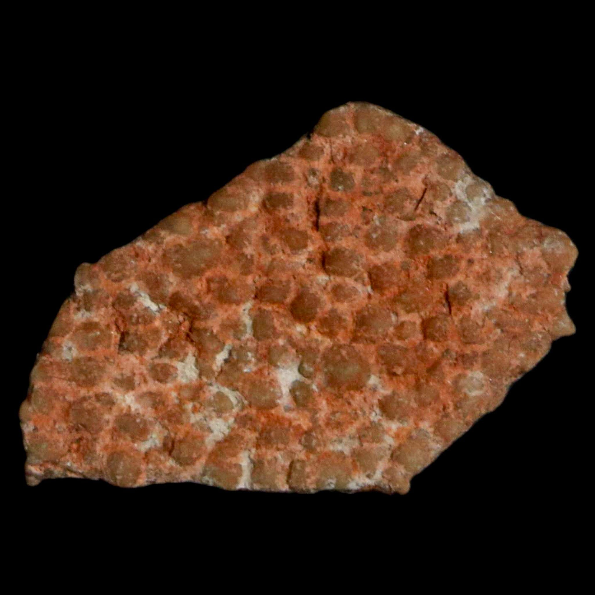 Authentic 0.5 Megaloolithus Titanosaur Dinosaur Fossil Egg Shell from Bouches-du-Rhône, France - Rare Collector's Item for Museum Display & Paleontology Enthusiasts | Perfect for Educational Exhibits, Home Decor, and Fossil Collections