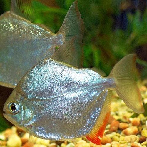 Silver Dollar Fish (Metynnis hypsauchen) - Live Freshwater Aquarium Fish for Tropical Tanks & Community Aquariums