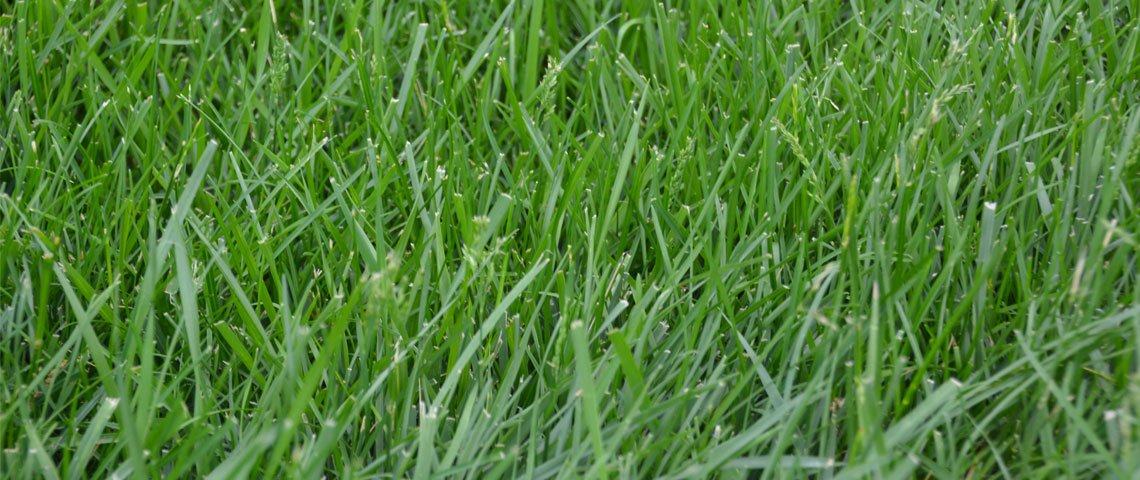 Kentucky 31 K31 Tall Fescue Grass Seed by Eretz - 25lbs | State Certified, No Fillers, No Weed Seeds | Drought-Resistant Lawn & Pasture Grass for Home Landscaping, Sports Fields & Erosion Control
