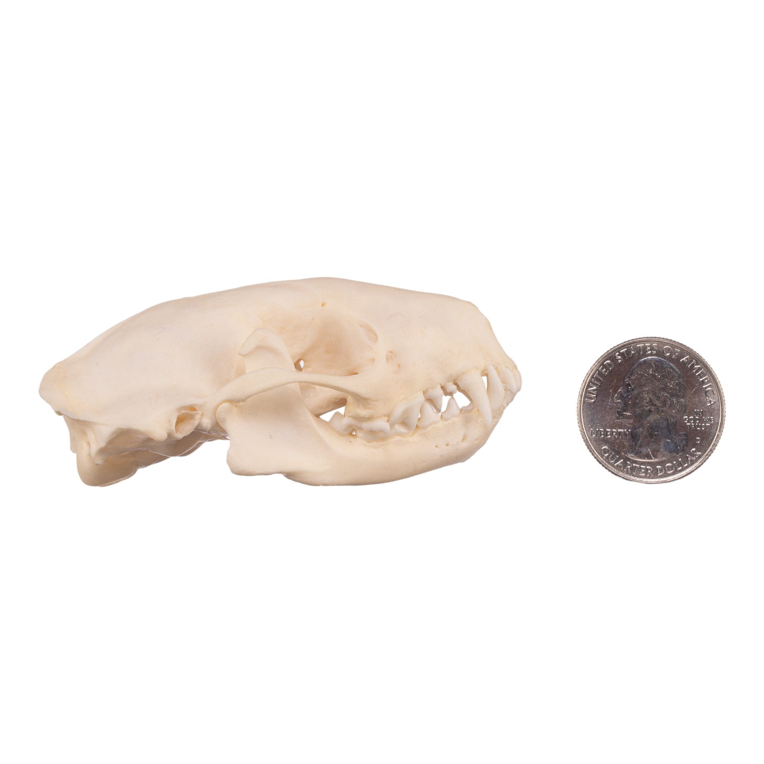 Authentic Real Striped Skunk Skull - Taxidermy Specimen for Science Education, Oddity Collectors & Home Decor | Perfect for Biology Classrooms, Gothic Decor & Natural History Displays
