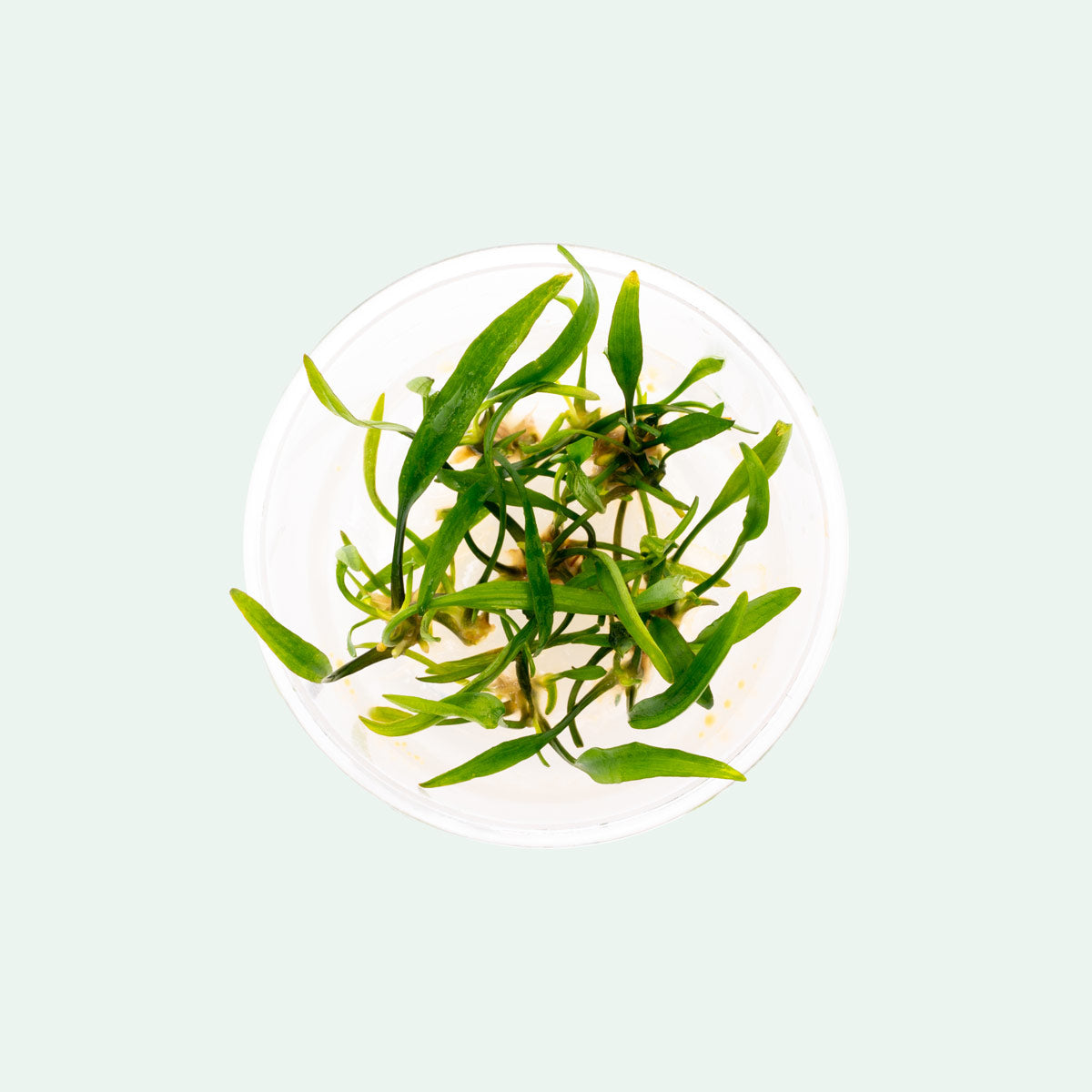 Cryptocoryne Nevillii Live Aquarium Plant - Easy Care Freshwater Aquatic Plant for Fish Tanks & Aquascaping | Perfect for Beginners & Low-Tech Aquariums