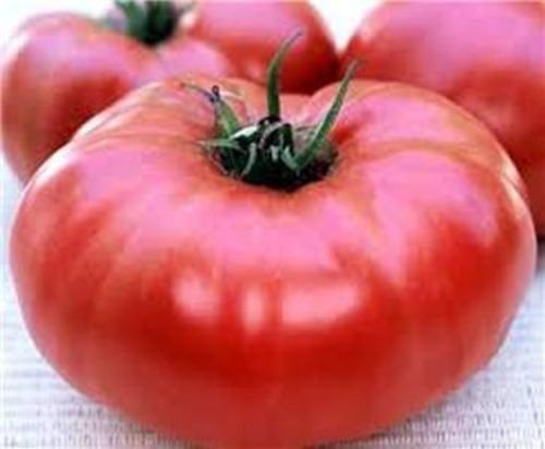Organic Non-GMO Giant Belgium Tomato Seeds - 50 Seeds per Pack for Home Garden, Greenhouse & Urban Farming