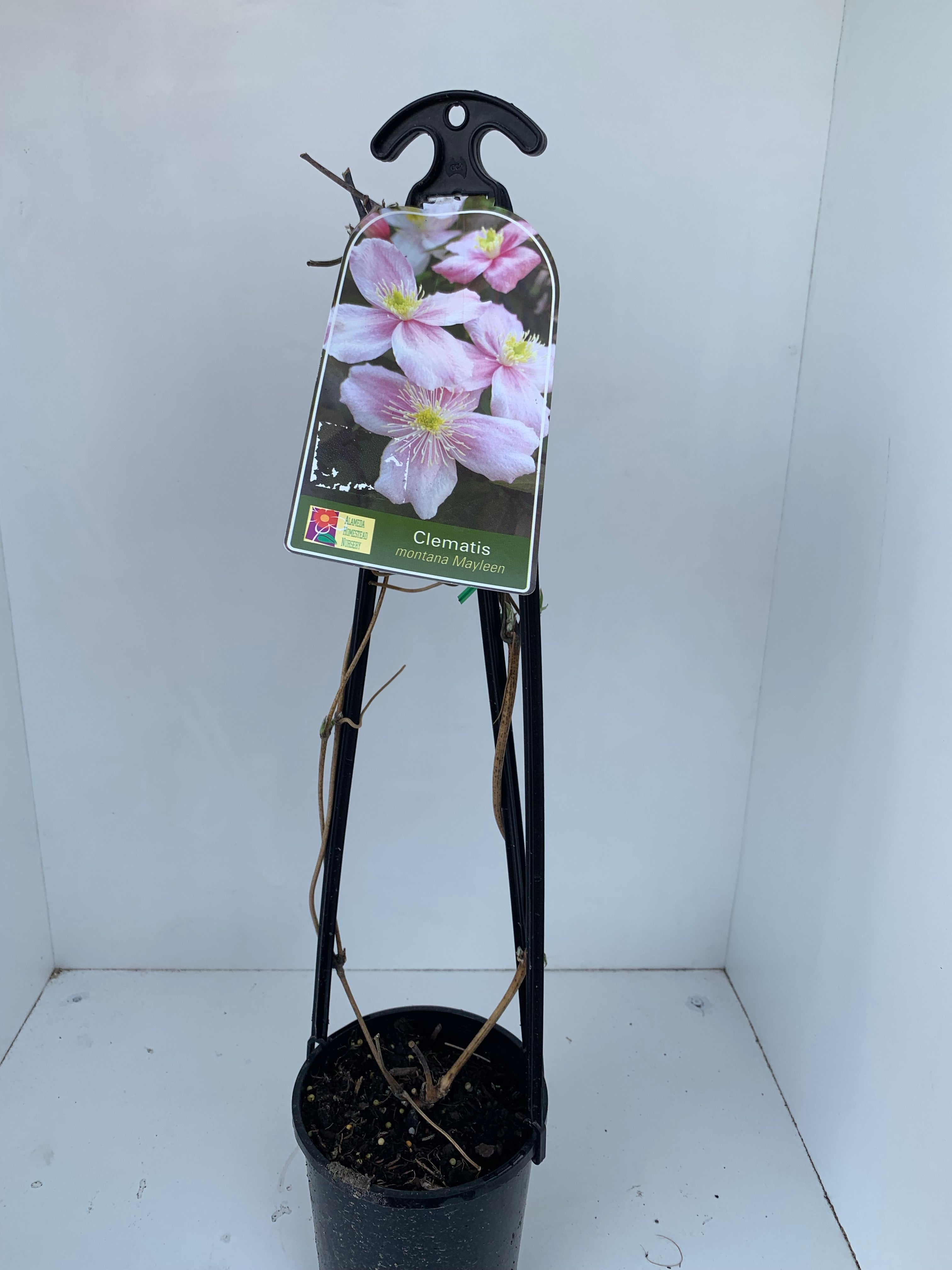 Clematis Montana 'Mayleen' - Fragrant Pink Climbing Vine Plant for Garden Trellis & Fence Decoration | Perfect for Outdoor Landscaping & Cottage Gardens