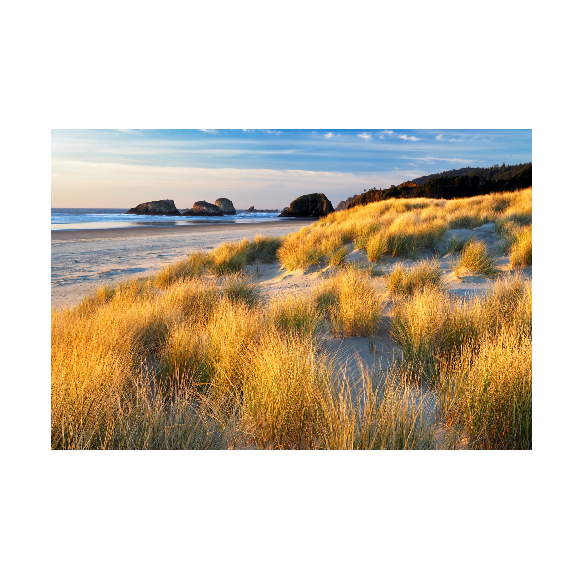 Dennis Frates 'Sea Grass 8' Canvas Wall Art Print - Coastal Beach Decor for Living Room, Bedroom & Office - Trademark Fine Art Collection