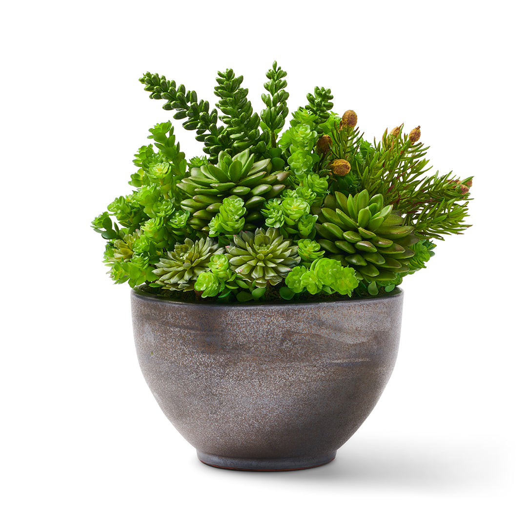 Beautiful Succulent Plants in Gray Ceramic Pot - Perfect for Home Decor, Office Desk & Gift Ideas