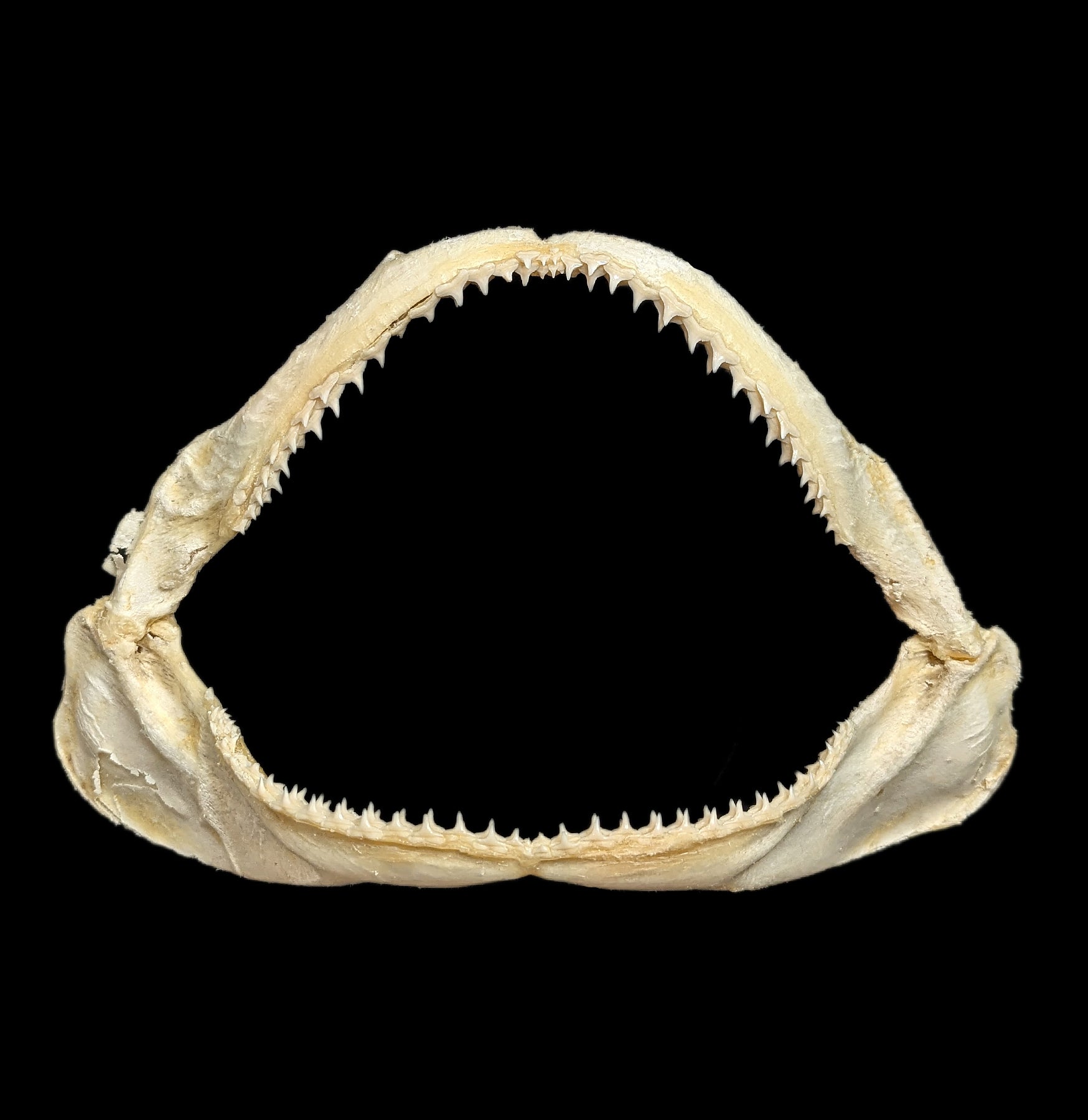 Authentic Bull Shark Jaw - Real Shark Teeth for Collectors, Home Decor, and Educational Use | Perfect for Marine Biology Enthusiasts and Unique Gift Ideas