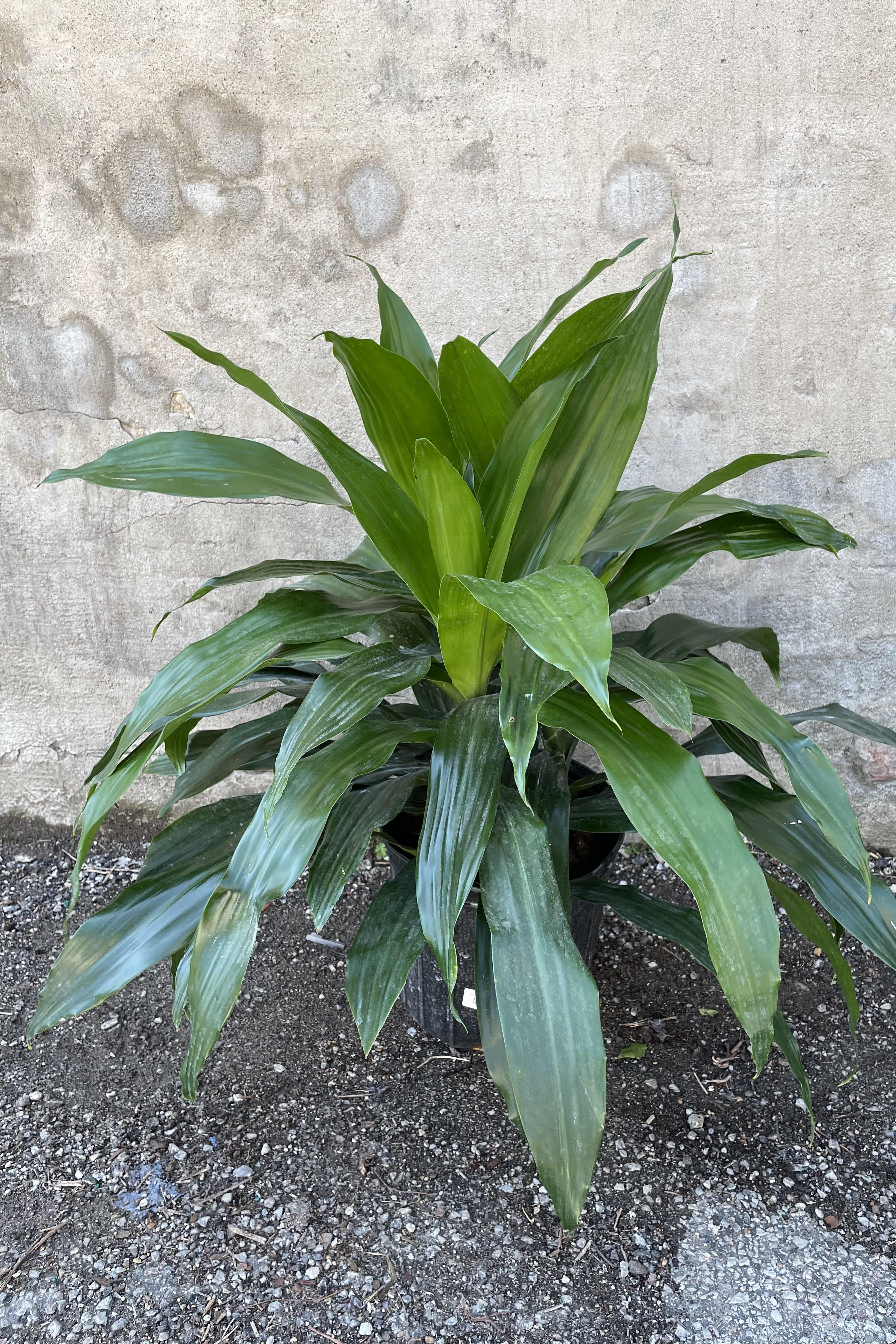 Dracaena 'Janet Craig' Indoor Plant - 10 Pack of Healthy Leaf Tips for Home & Office Decor | Perfect for Living Rooms, Bedrooms, and Workspaces
