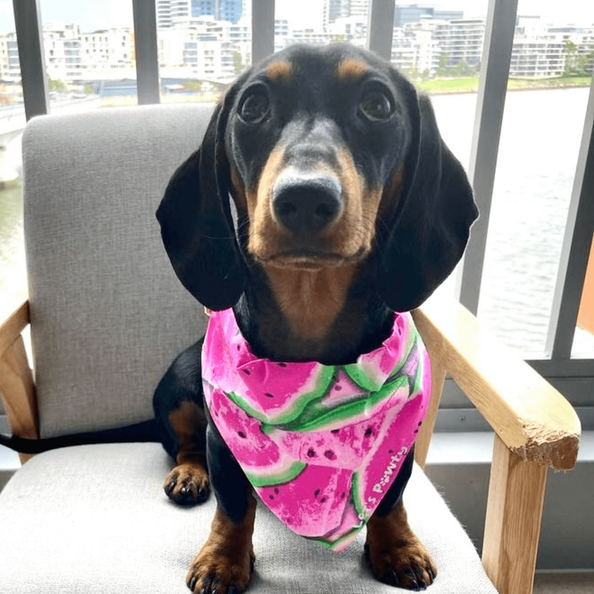 Hot Pink Watermelon Reversible Dog Bandana - Cute Summer Pet Accessory for Dogs & Puppies - Perfect for Walks, Beach Days & Photo Shoots