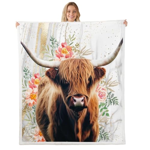 Highland Cow 1