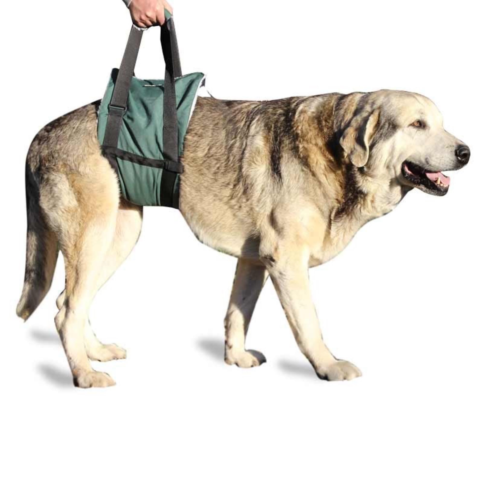 Ortocanis Dog Mobility Support Harness - Adjustable Hind Leg Walking Aid for Small Dogs with Hip Dysplasia, Arthritis, or Injury (Size XS) - Perfect for Rehabilitation, Post-Surgery Recovery & Daily Assistance