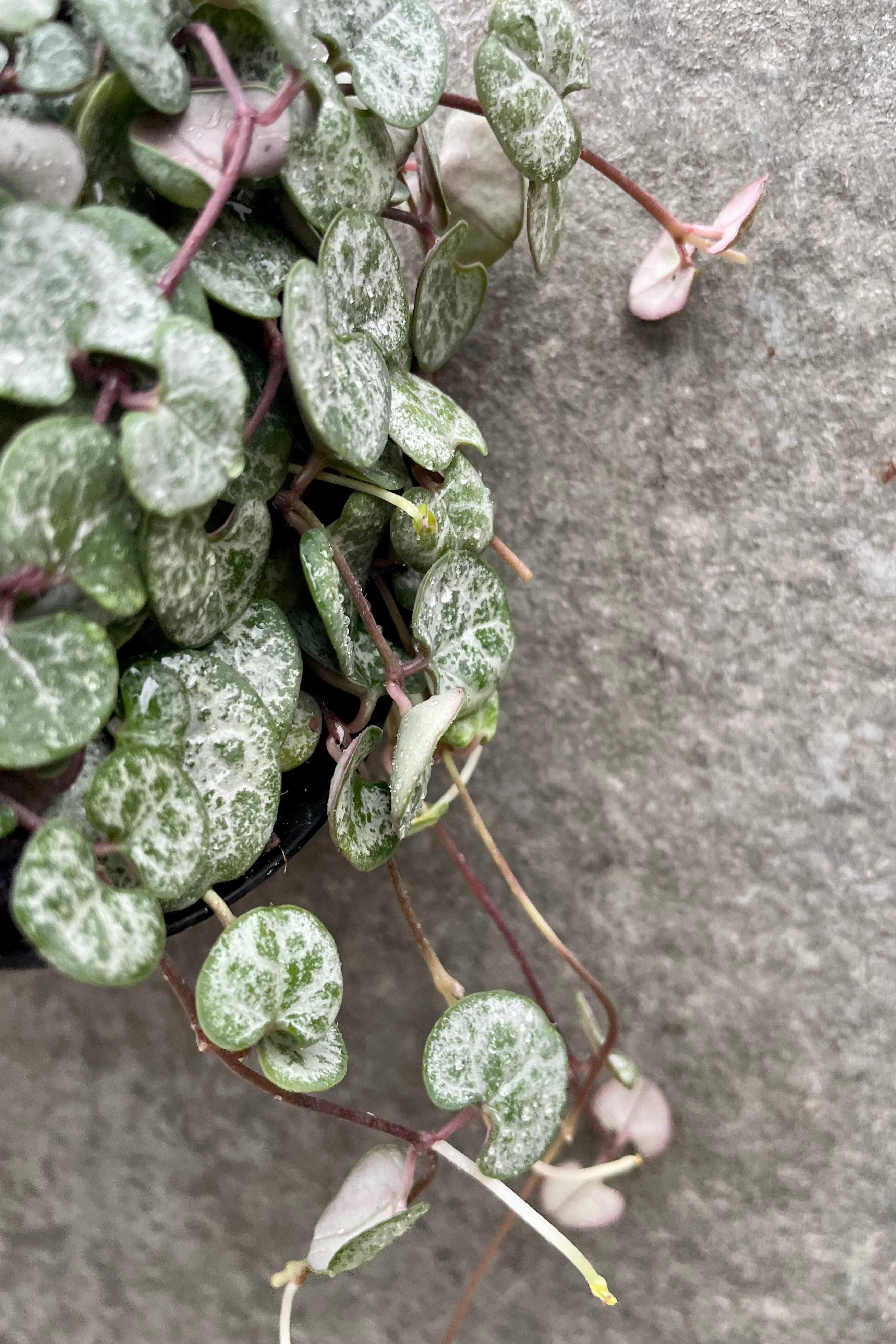 Ceropegia Woodii String of Hearts - 4 Inch Hanging Plant with Variegated Leaves | Perfect for Indoor Home Decor, Office Spaces, and Gift Giving