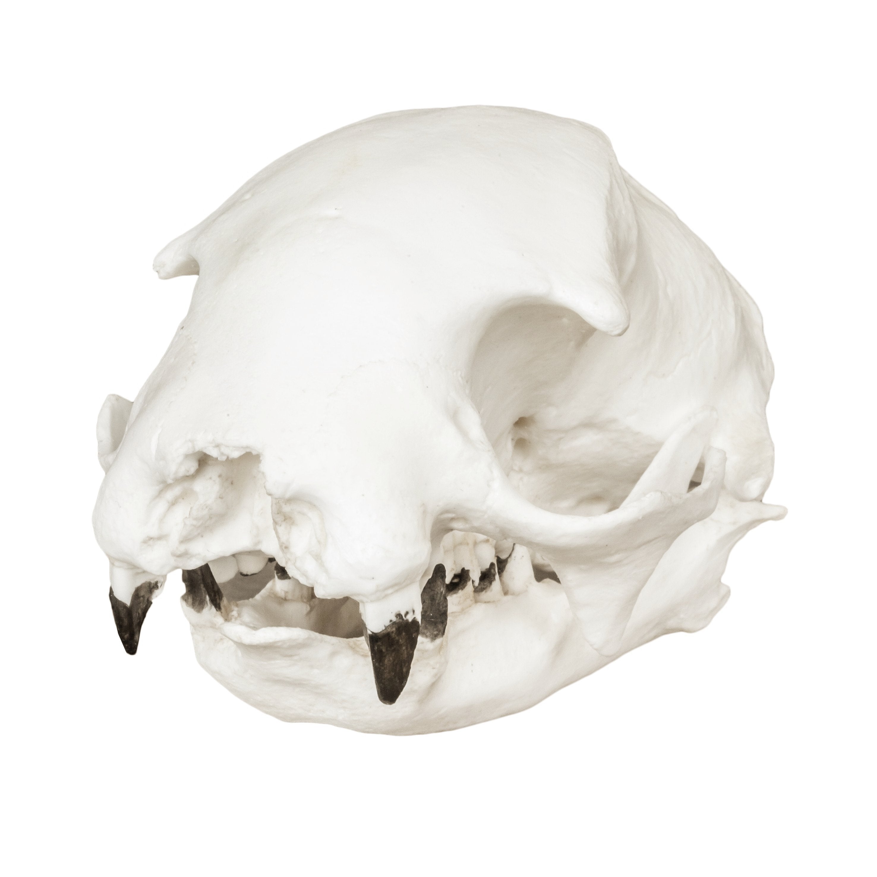 Replica Hoffmann's Two-Toed Sloth Skull - Lifelike Animal Skull Model for Science Education, Halloween Decor & Gothic Home Display