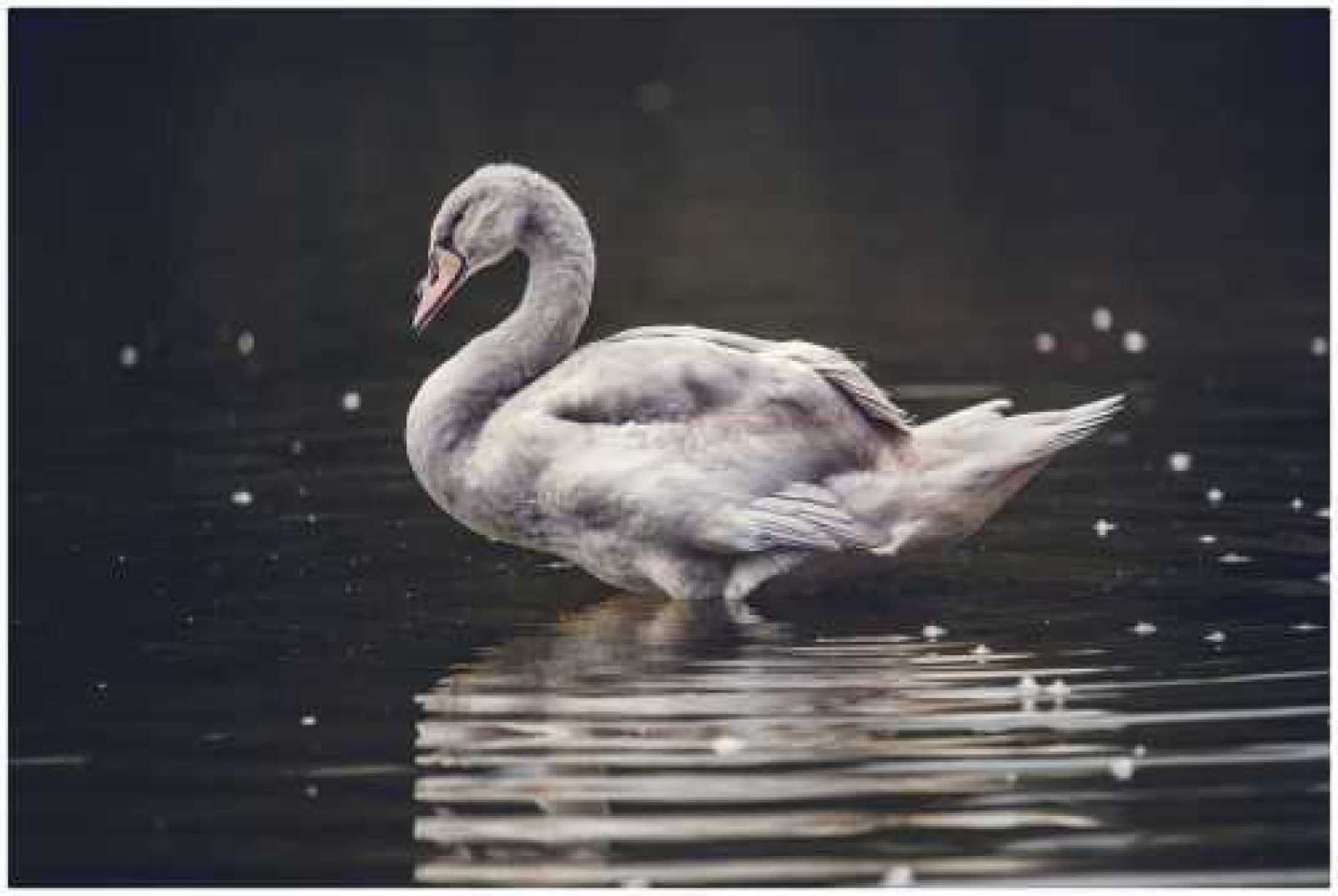 1000 Piece Jigsaw Puzzle for Adults - Elegant Grey Swan on Lake Wooden Puzzle, Handmade Art Deco Painting | Perfect for Home Decor, Relaxation & Family Game Night