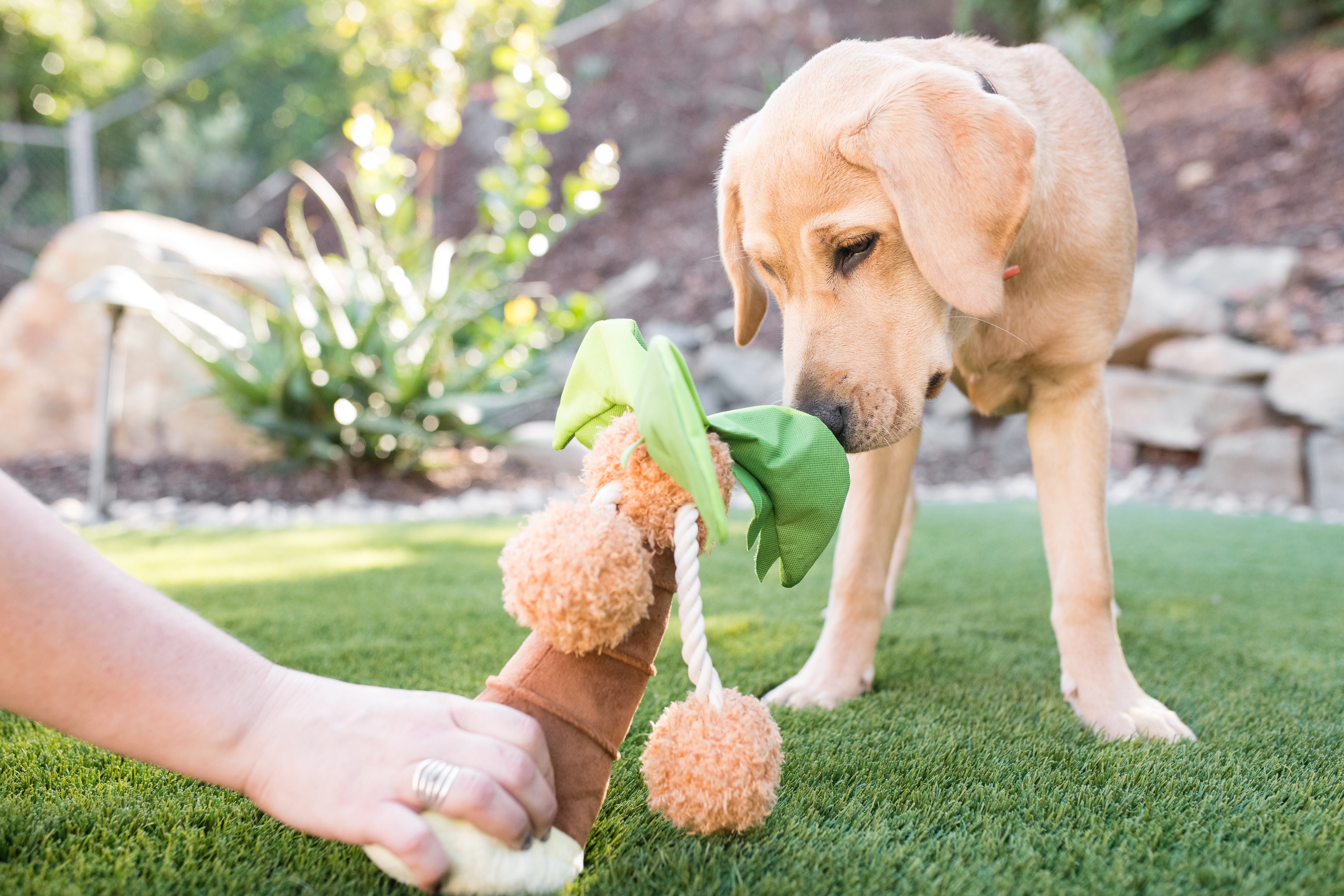 Tropical Paradise™ Dog Plush Toy - La Palma Soft Chew Toy for Dogs | Durable & Safe Pet Play | Perfect for Indoor & Outdoor Playtime