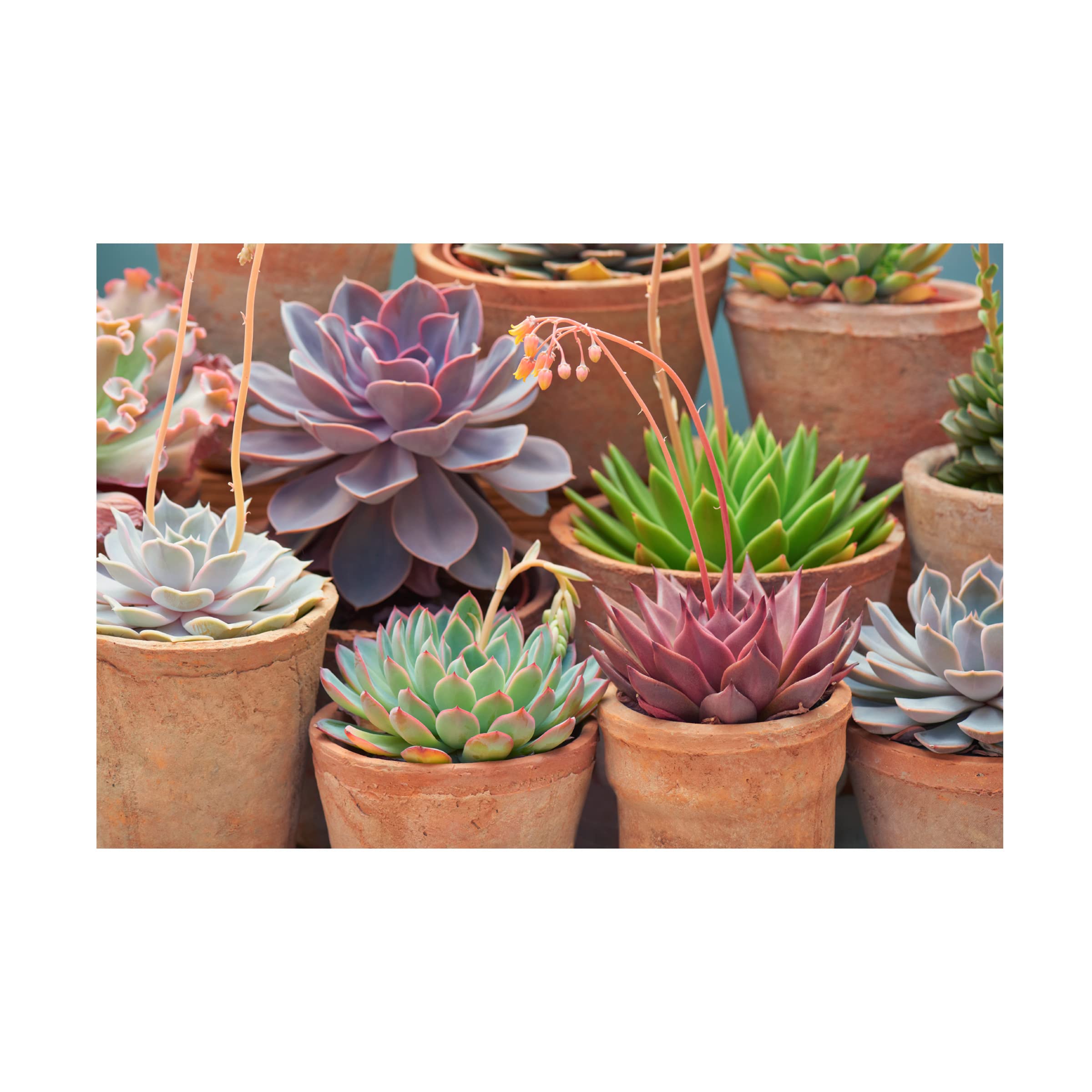 Trademark Fine Art 'Succulents in Terracotta Pots III' Canvas Wall Art Print by Cora Niele - Modern Home Decor for Living Room, Bedroom & Office