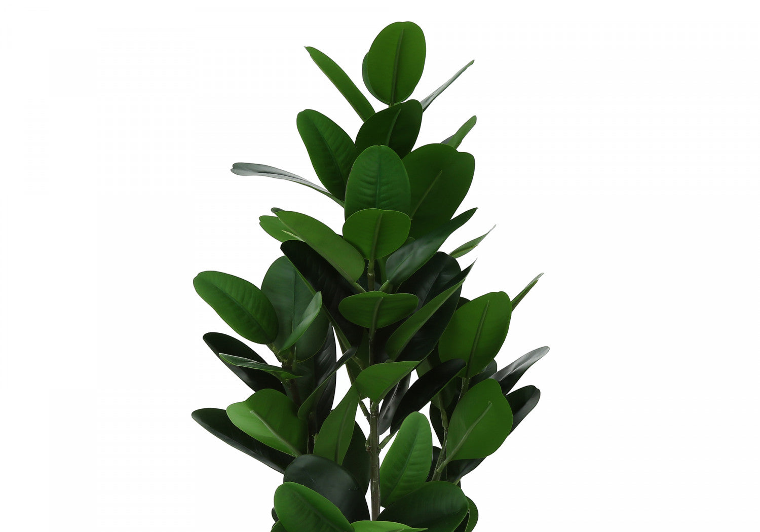 Organic Garcinia Cambogia Plant with 5 Black Pots - Premium Indoor/Outdoor Fruit Tree for Home Garden, Kitchen Herb, or Natural Weight Loss Supplement - Perfect for Balcony, Patio, or Greenhouse Gardening